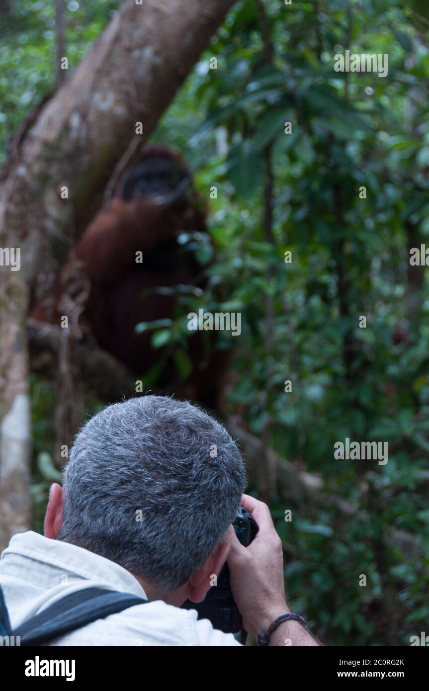 Mann, der ein Foto von alpha männliche Orang-Utan im Dschungel Stockfoto