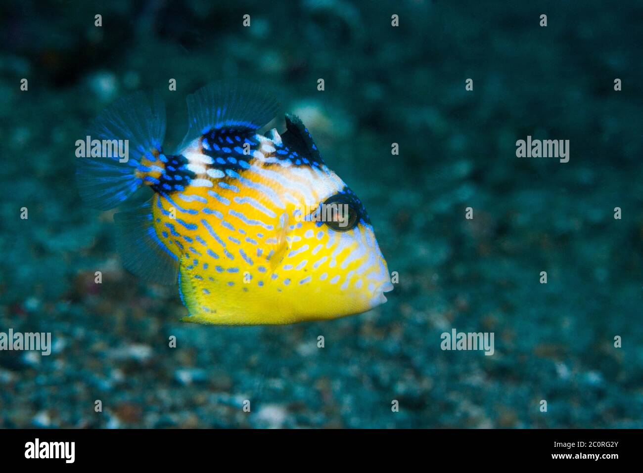 Jungfische, Blauer oder geriffelter Triggerfisch [Pseudobalistes fuscus]. Lembeh Strait, Nord-Sulawesi, Indonesien. Stockfoto