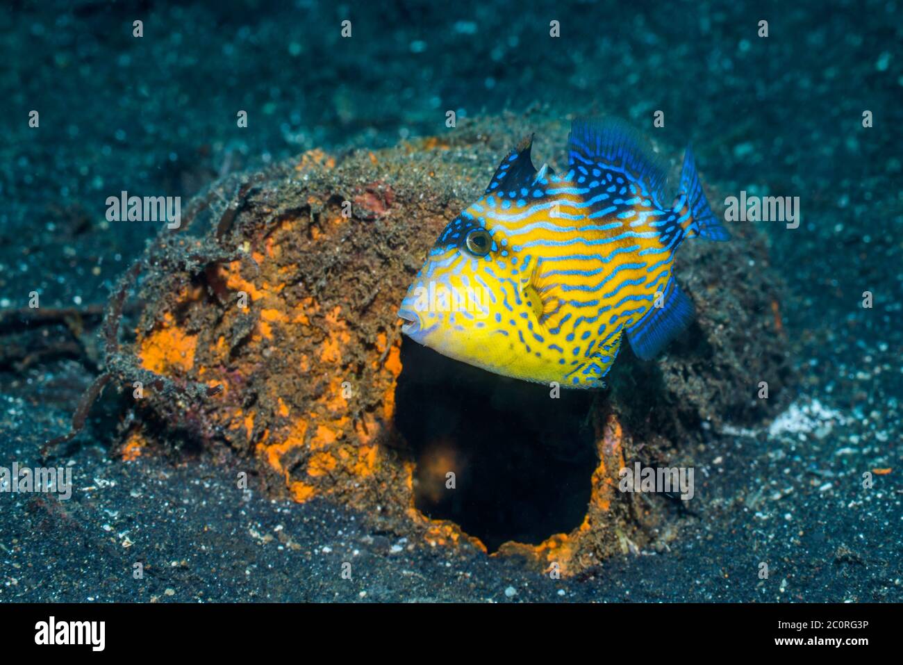Jungfische, Blauer oder geriffelter Triggerfisch [Pseudobalistes fuscus]. Lembeh Strait, Nord-Sulawesi, Indonesien. Stockfoto