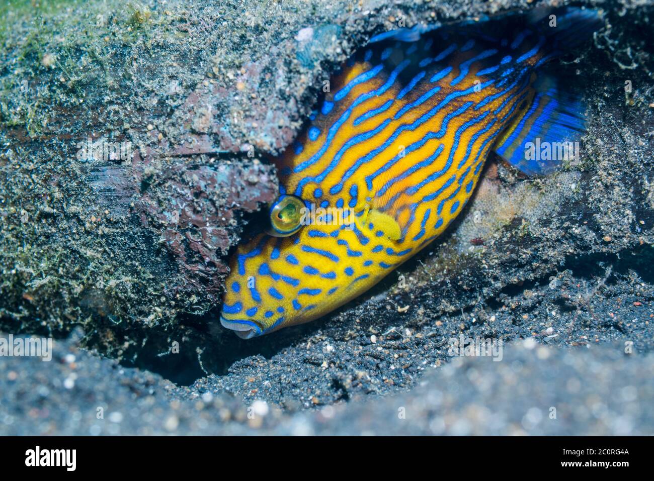 Jungfische, Blauer oder geriffelte Triggerfische [Pseudobalistes fuscus] versuchen, sich in einem Loch zu verstecken. Lembeh Strait, Nord-Sulawesi, Indonesien. Stockfoto