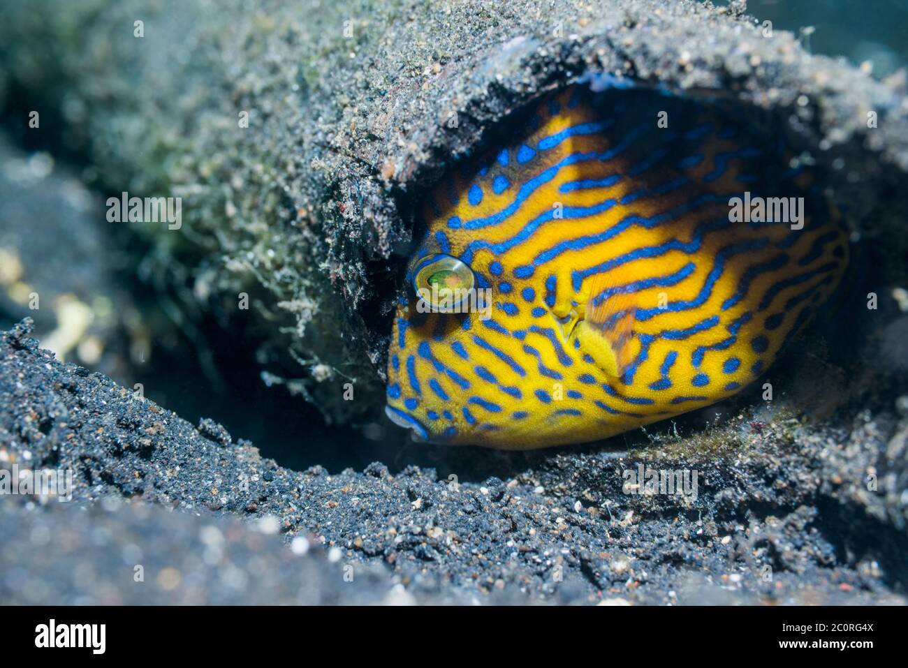 Jungfische, Blauer oder geriffelte Triggerfische [Pseudobalistes fuscus] versuchen, sich in einem Loch zu verstecken. Lembeh Strait, Nord-Sulawesi, Indonesien. Stockfoto