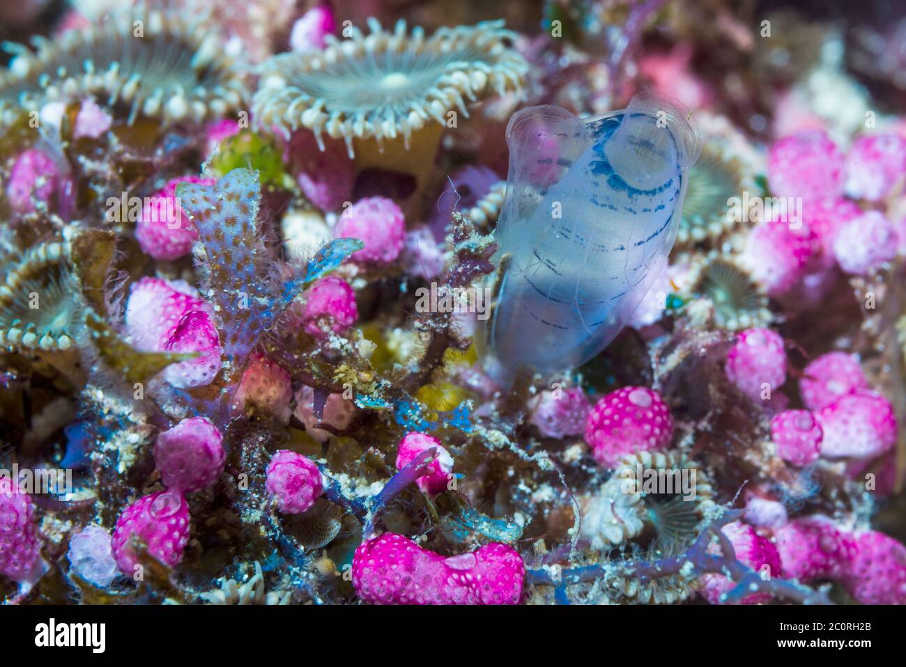 Blauer Klubtunikat [Rhopalaea circula], Seespritzer [Didemnum sp] und Zoanthiden, koloniale Anemonen - Protopalythoa-Arten. West Papua, Indonesien. I Stockfoto