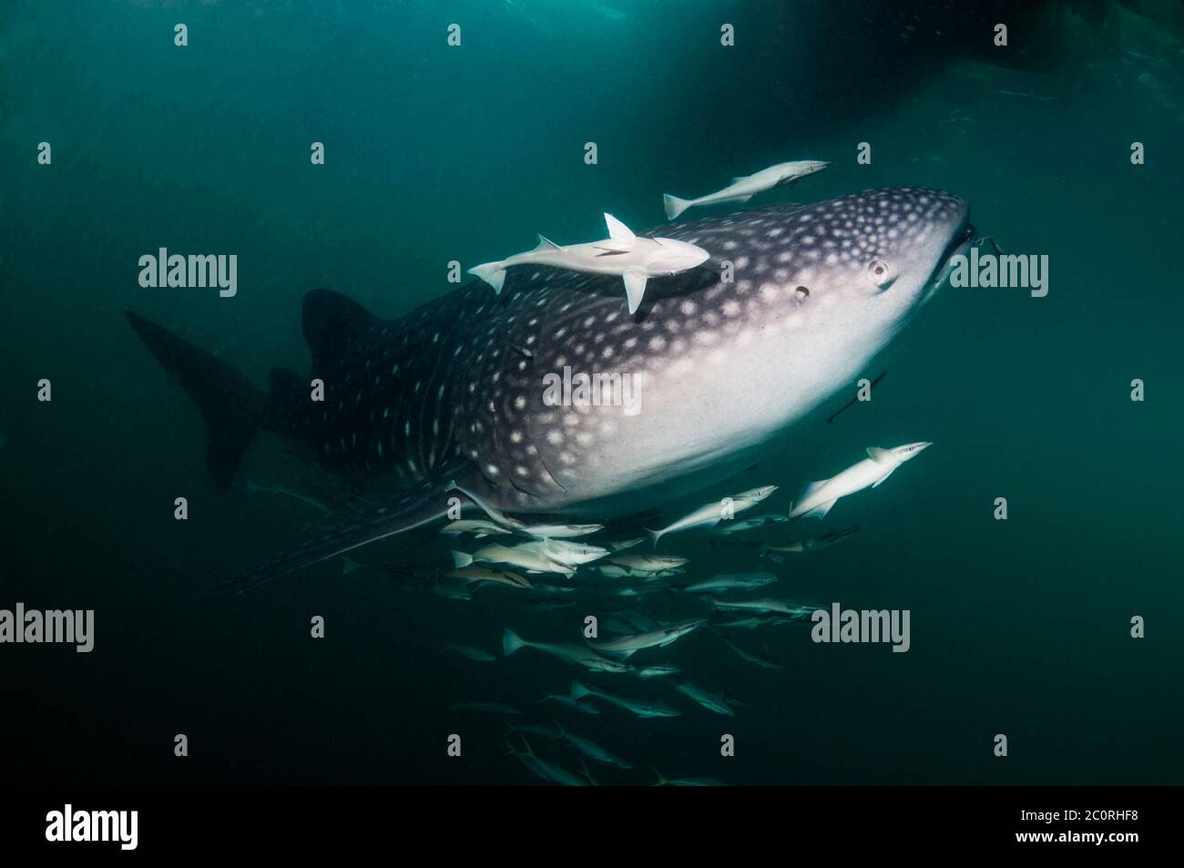 Walhai [Firma IPCON Typus] mit einer großen Zahl von schiffshaltern. Angezogen, die Fischernetze mit kleinen Fischen unter traditionellen Bagan angeln Plattform. Stockfoto