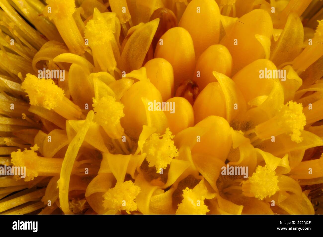 Füßl des Hengstfohlens (Tussilago fara). Closeup Mit Scheibenblumen Stockfoto