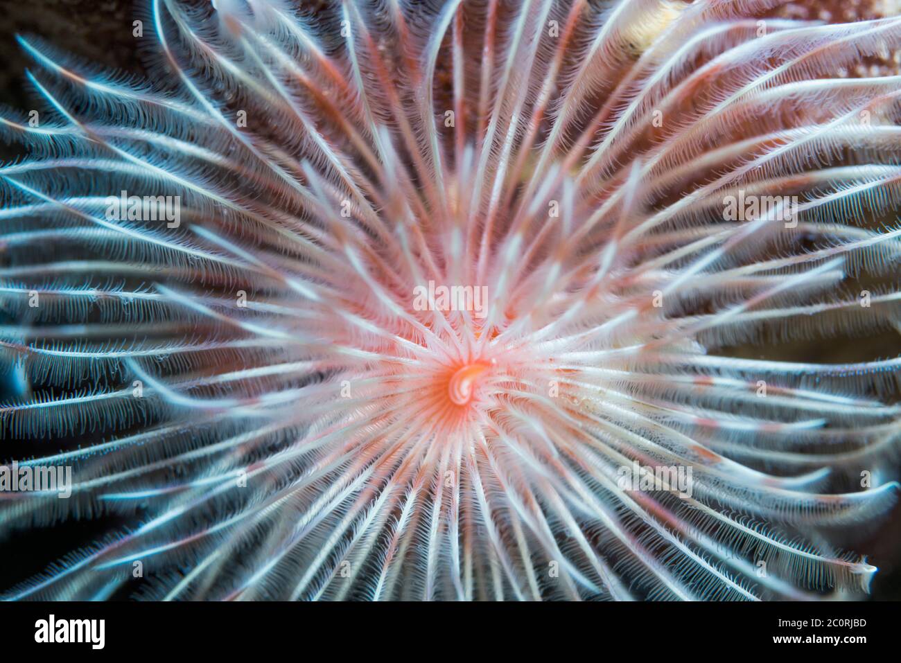 Staubwedel Wurm [Protula magnifica]. Nord Sulawesi, Indonesien. Stockfoto