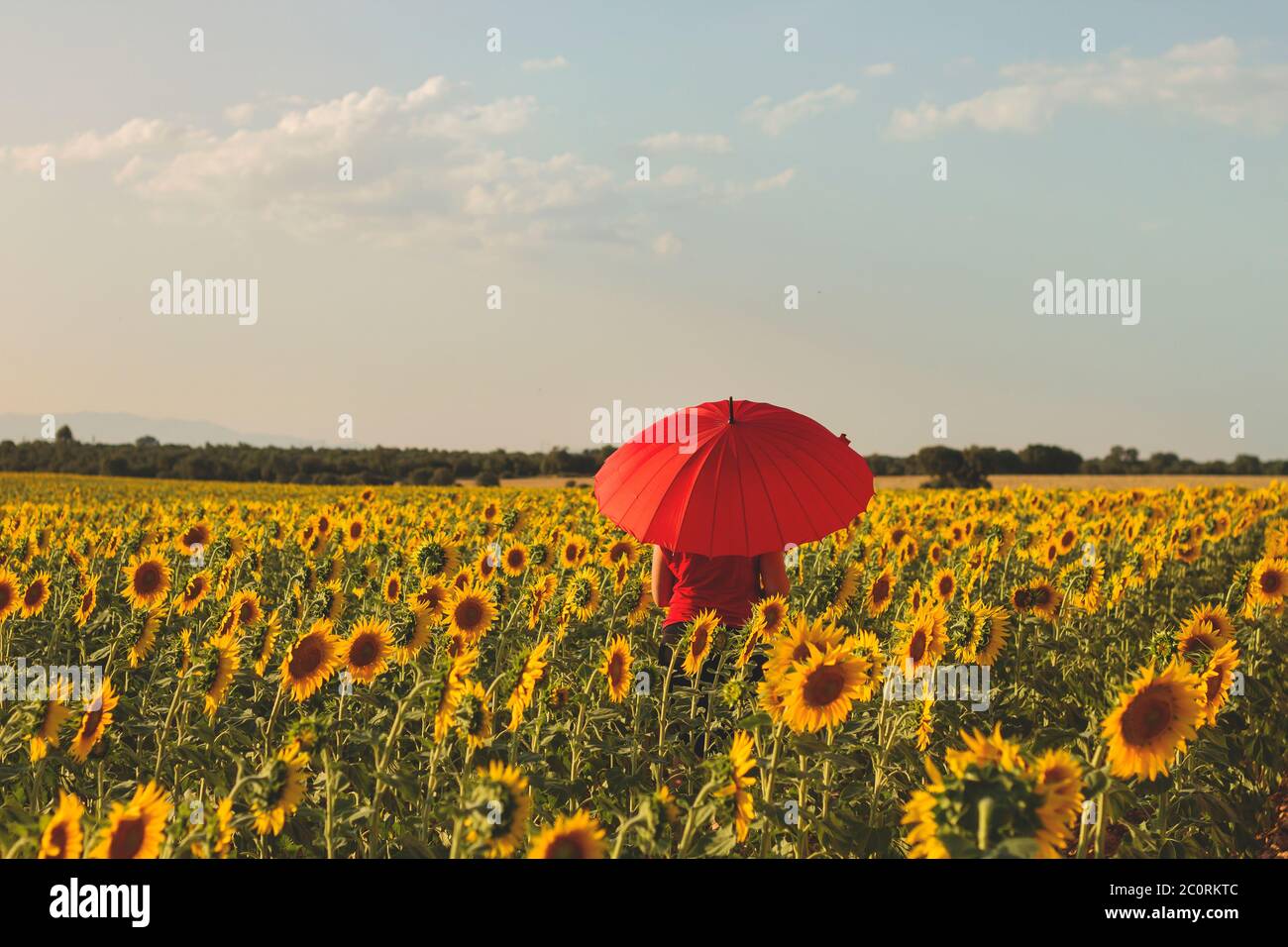 Frau mit roter Umberlla in Sonnenblumenfeld Stockfoto