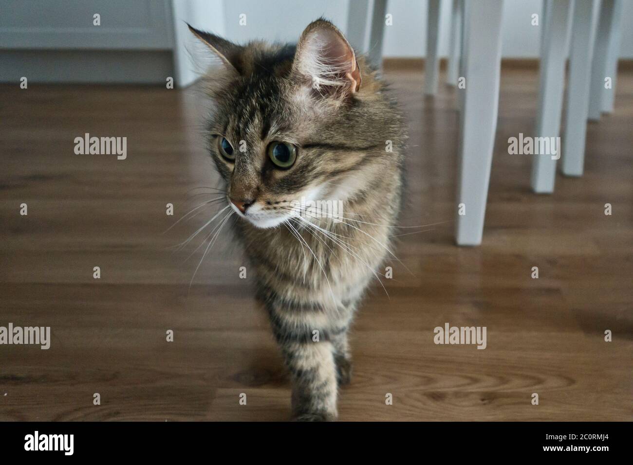 Hauskatze läuft unter dem Tisch Stockfoto