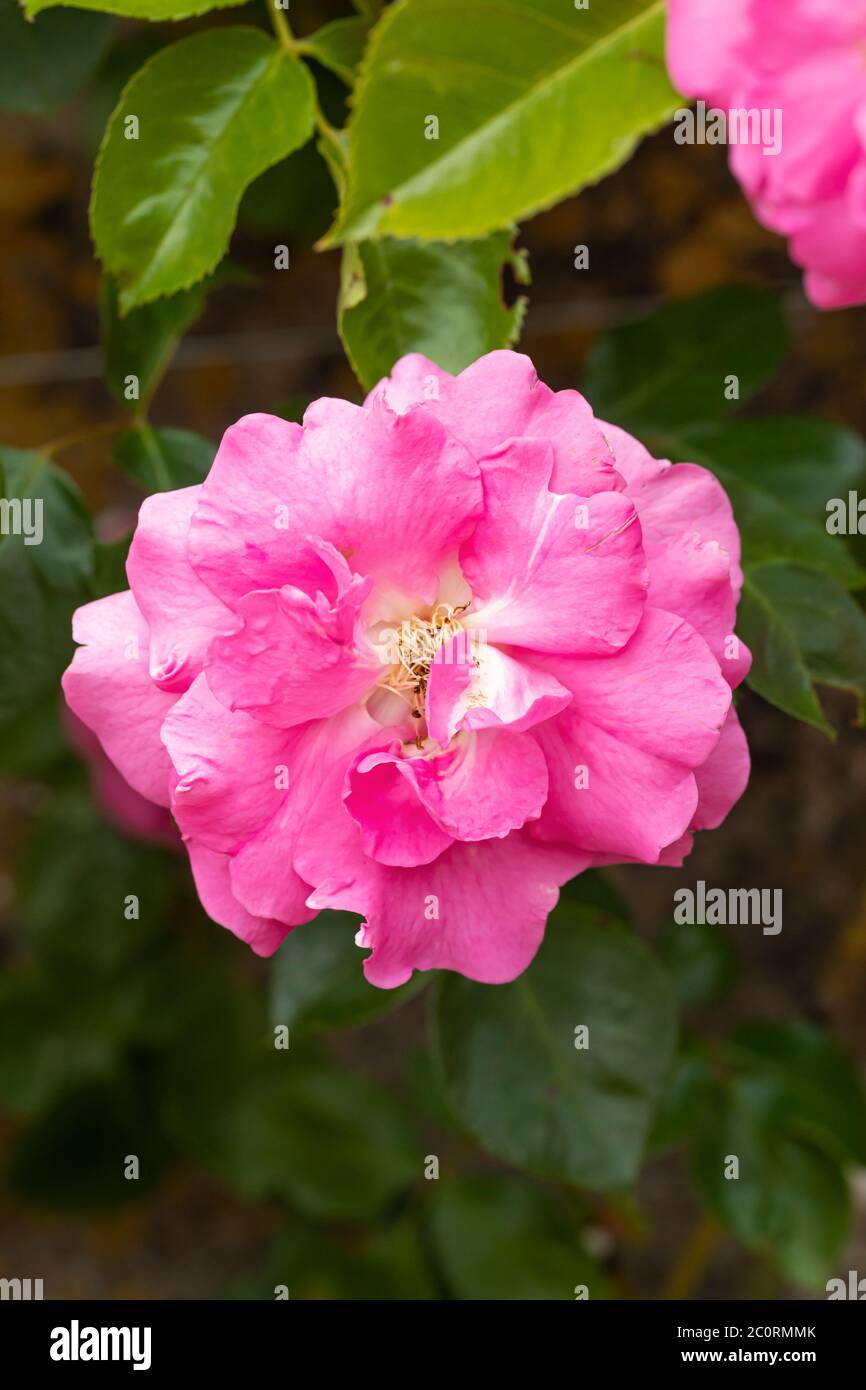 Nahaufnahme von Rosa 'Chaplin's Pink' eine rosa Kletterrose, die in einem englischen Garten blüht, England, Großbritannien Stockfoto