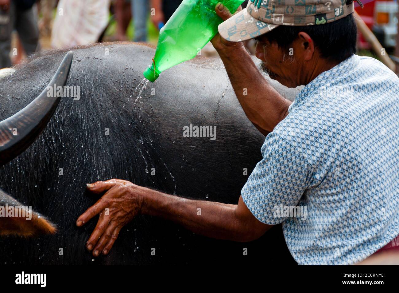 Man gießt Wasser auf einen Büffel Carabao und waschen Stockfoto