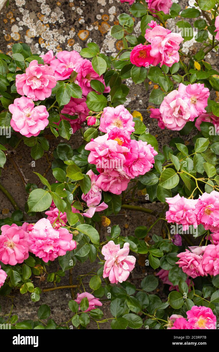 Nahaufnahme von Rosa 'Chaplin's Pink' eine rosa Kletterrose, die in einem englischen Garten blüht, England, Großbritannien Stockfoto