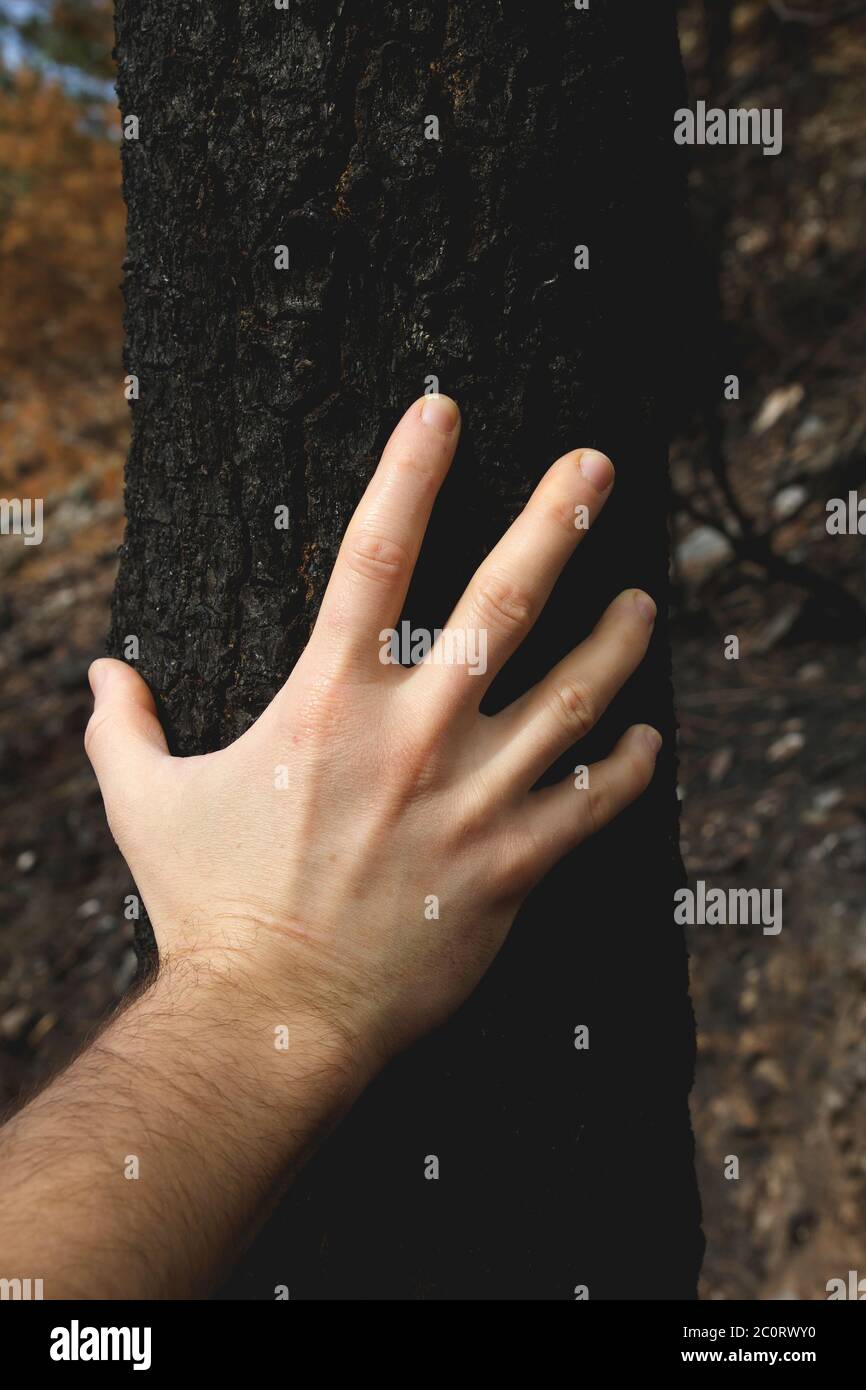 Menschliche Hand, die die Rinde eines verbrannten Baumstamms berührt Nach einem Waldbrand Stockfoto