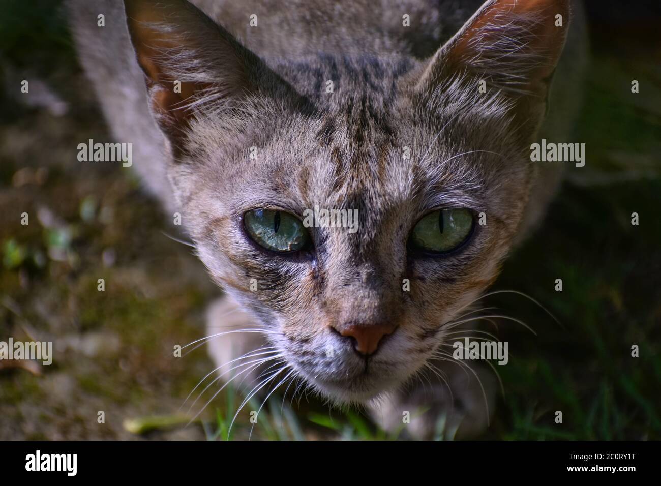 Ein schönes Nahaufnahme-Foto einer Wildkatze mit grünen Augen. Stockfoto