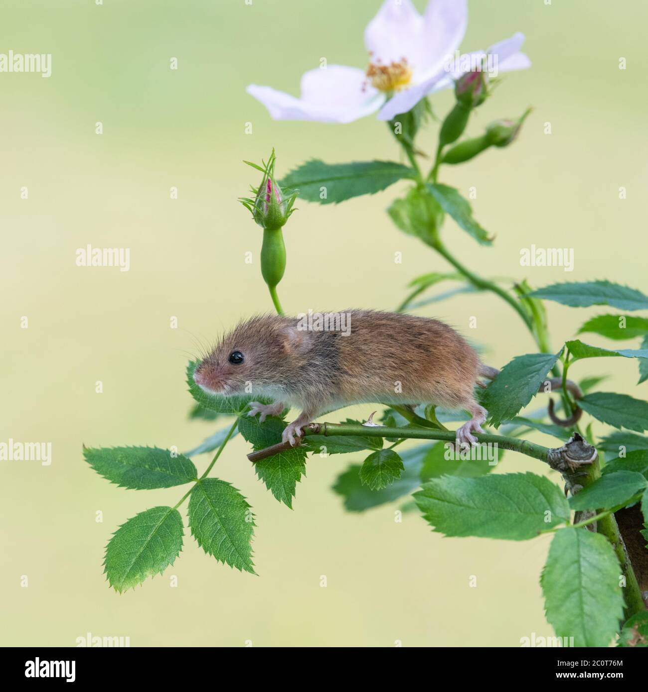 Nette Ernte Maus auf einem Zweig der Hund-Rose Stockfoto