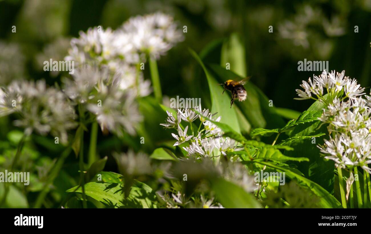 Hummel (wahrscheinlich Weißschwanzhummel (Bombus lucorum)), die an einem schönen Frühlingstag, West Yorkshire, durch Knoblauchblumen auf einem Waldboden fliegt Stockfoto