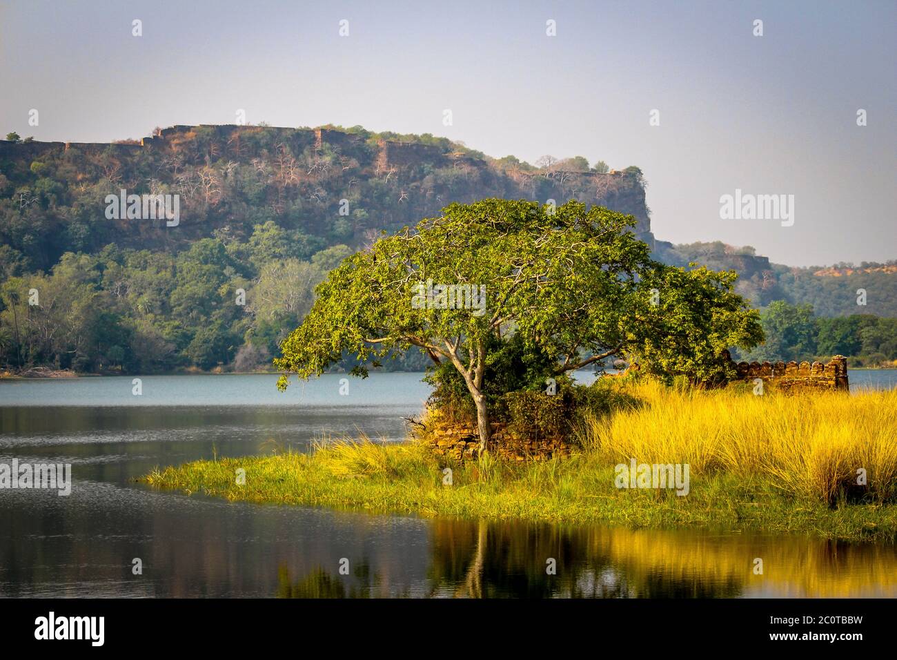 Grüne Naturlandschaft von Ranthambore Tiger Reserve in Sawai Madhopur von Rajasthan, Indien. Einer der berühmtesten Orte für Tiger Safari. Stockfoto