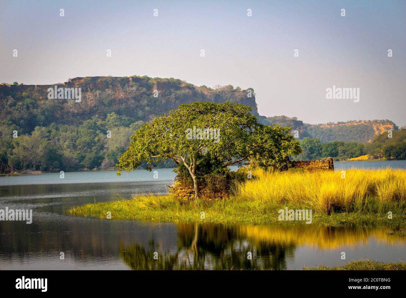 Grüne Naturlandschaft von Ranthambore Tiger Reserve in Sawai Madhopur von Rajasthan, Indien. Einer der berühmtesten Orte für Tiger Safari. Stockfoto