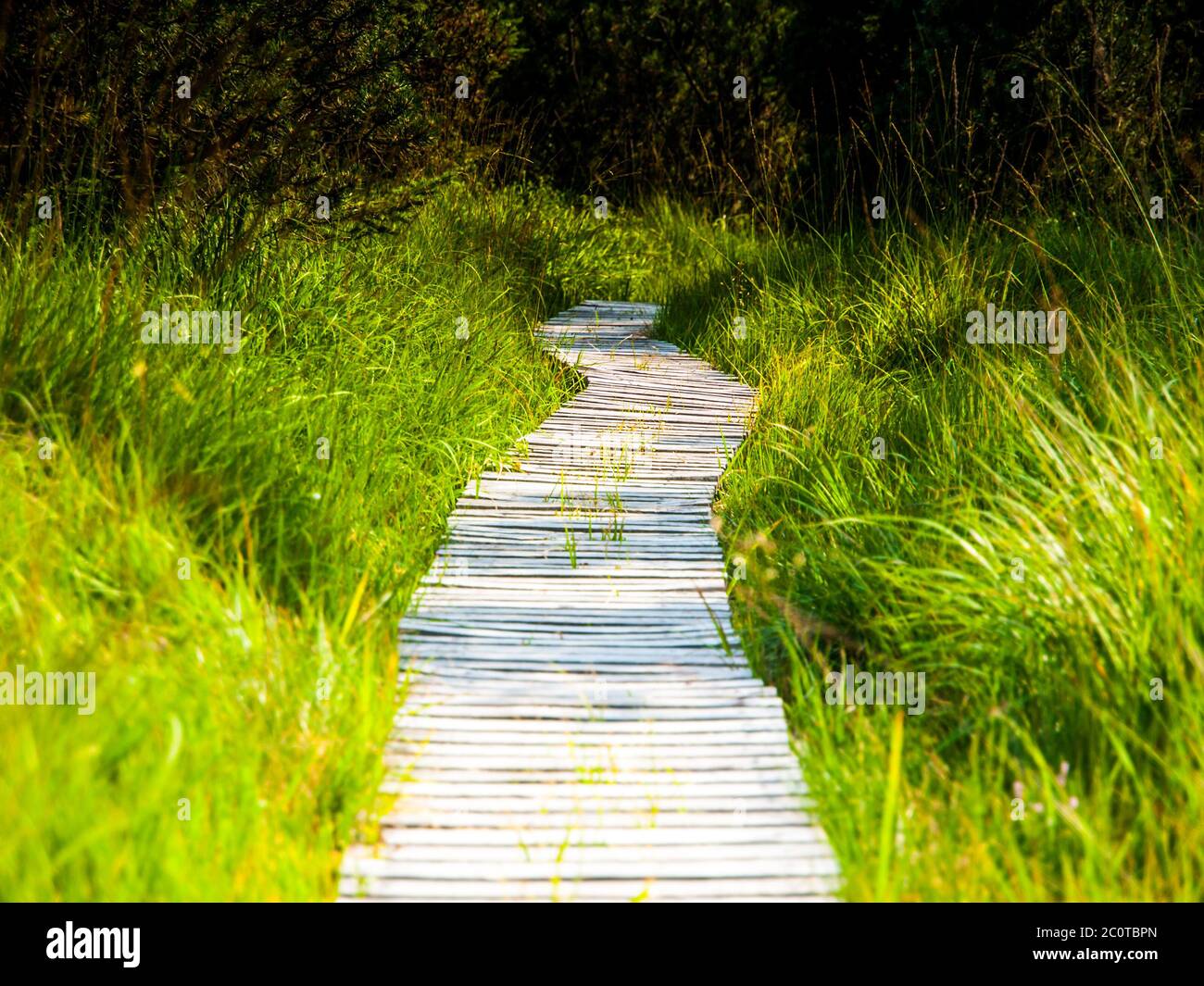 Schmale Holzwanderweg im Gras des Torfmoors, Georgenfelder Hochmoor, Deutschland. Stockfoto