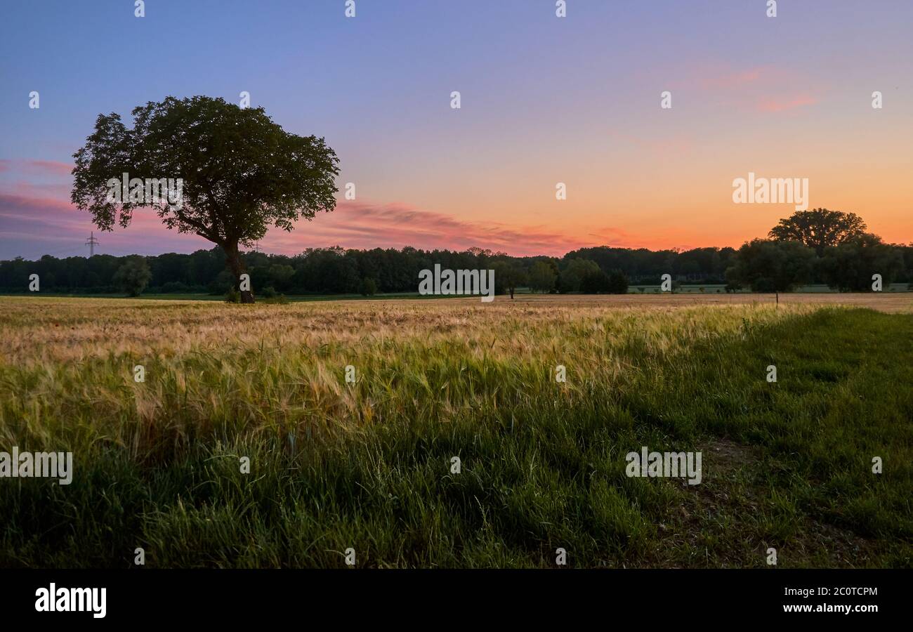 Panorama Landschaft mit einsamen Baum und Weizenfeld gegen blauen Himmel und schönen Sonnenuntergang Stockfoto