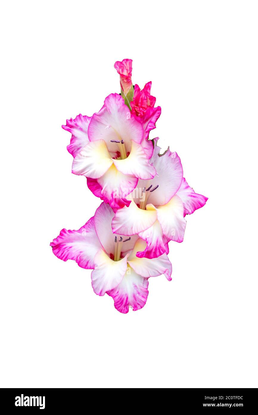 Große rosa Blüten isoliert auf weißem Hintergrund Stockfoto Große rosa Blüten isoliert auf weißem Hintergrund Stockfoto