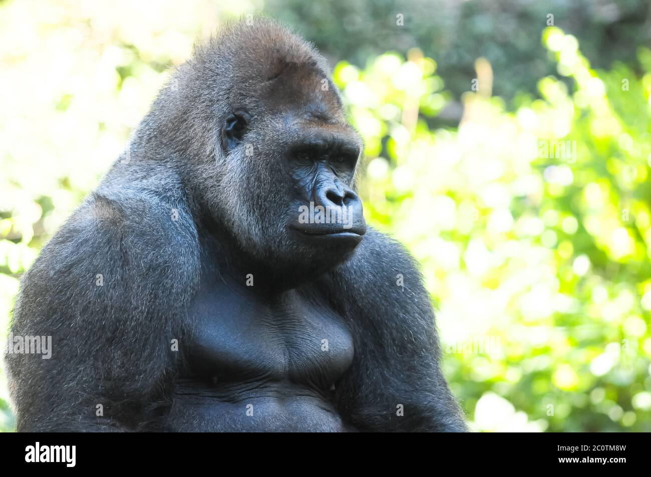 Starke Erwachsene schwarze Gorilla Stockfoto