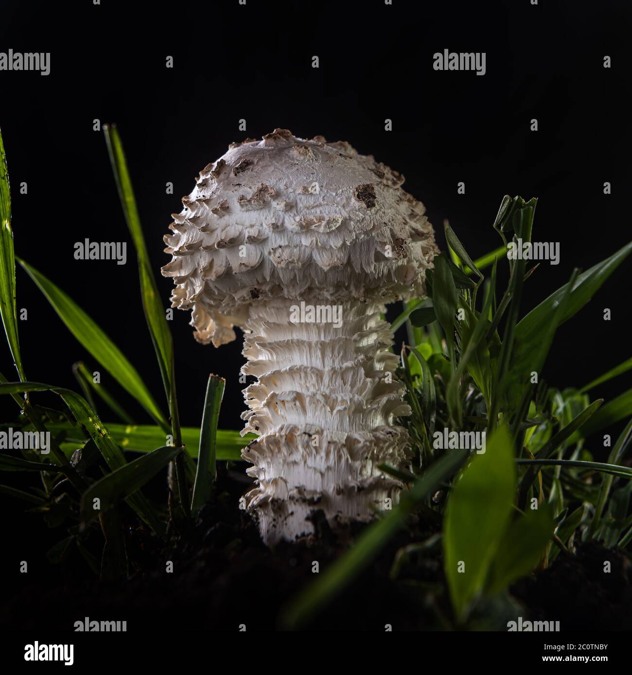 Quadratische Nahaufnahme des schönen weißen jungen Amanita Pilz auf schwarzem Hintergrund. Es ist eine seltene Sorte von amanita, genannt vittadinnii. Als eata betrachtet Stockfoto