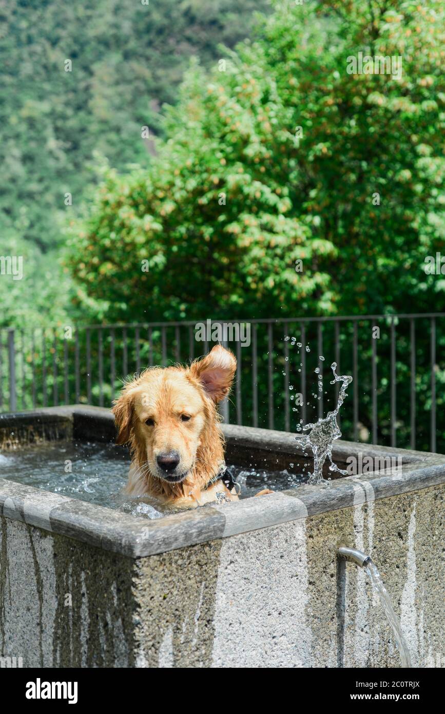 Ein schöner Hund, der sich an einem heißen Sommertag in einem öffentlichen Brunnen abkühlt Stockfoto Ein schöner Hund, der sich an einem heißen Sommertag in einem öffentlichen Brunnen abkühlt Stockfoto