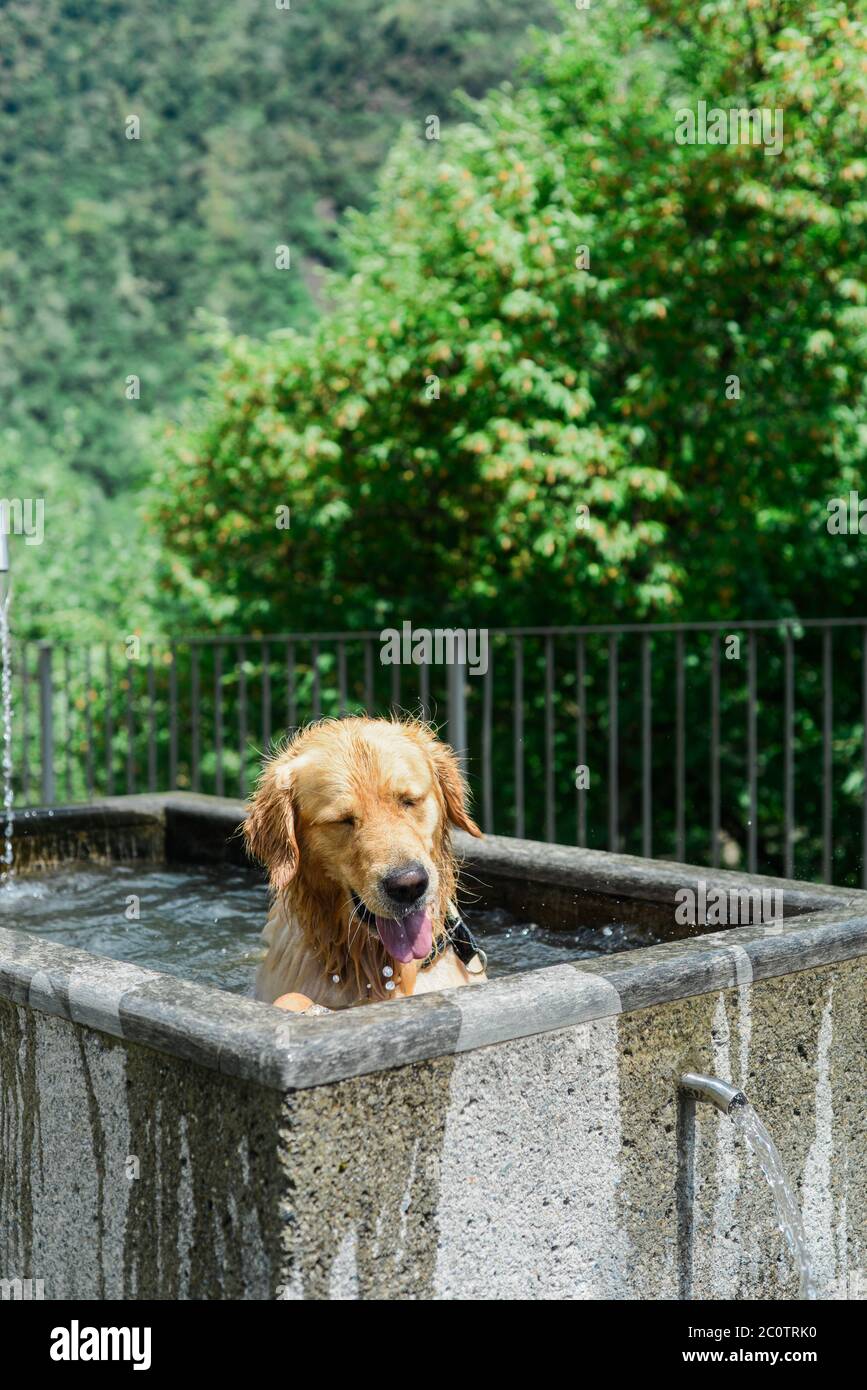 Ein schöner Hund, der sich an einem heißen Sommertag in einem öffentlichen Brunnen abkühlt Stockfoto Ein schöner Hund, der sich an einem heißen Sommertag in einem öffentlichen Brunnen abkühlt Stockfoto