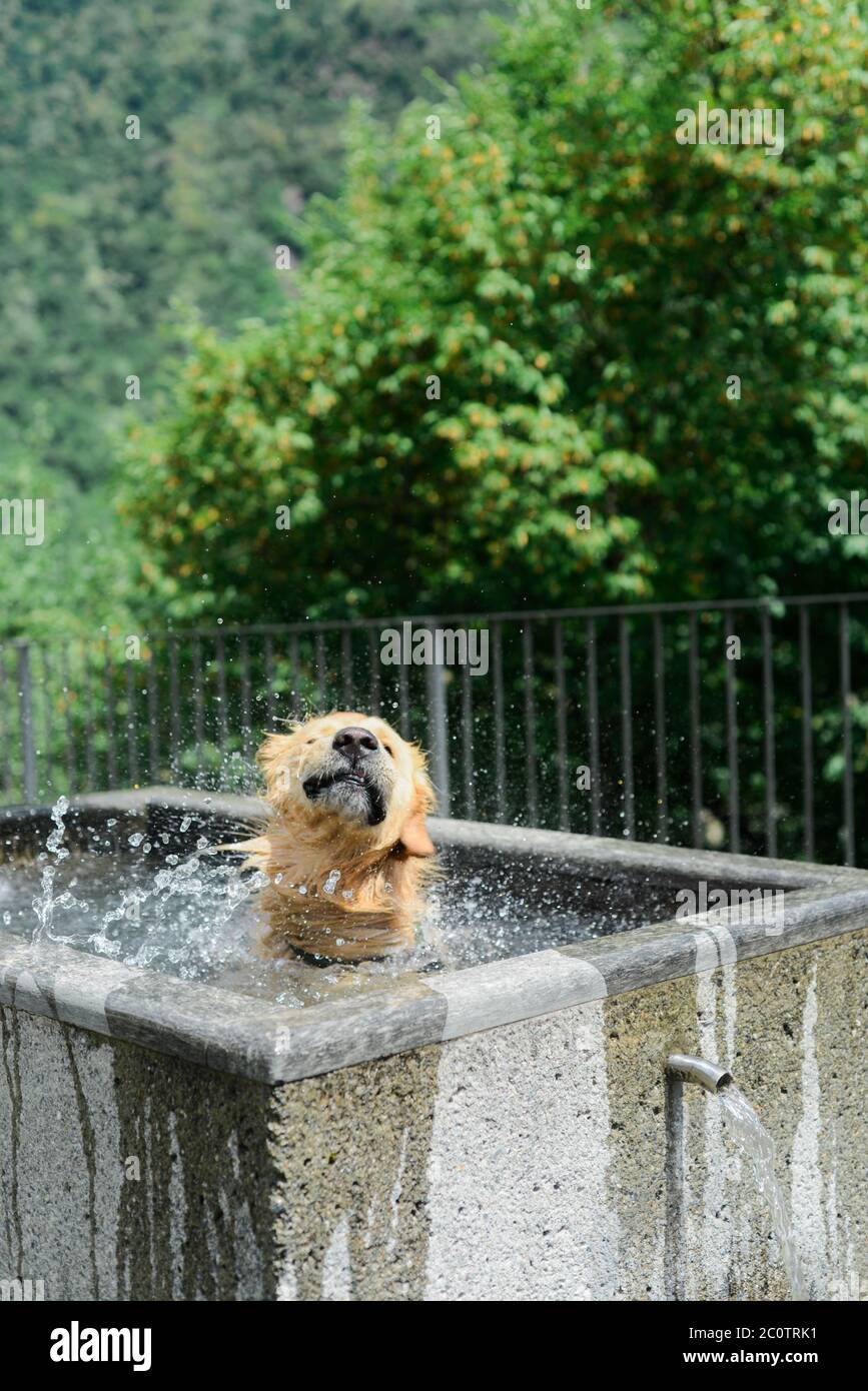 Ein schöner Hund, der sich an einem heißen Sommertag in einem öffentlichen Brunnen abkühlt Stockfoto Ein schöner Hund, der sich an einem heißen Sommertag in einem öffentlichen Brunnen abkühlt Stockfoto
