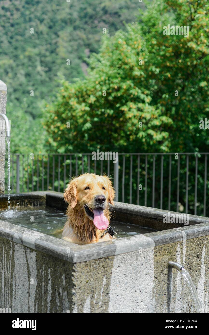 Ein schöner Hund, der sich an einem heißen Sommertag in einem öffentlichen Brunnen abkühlt Stockfoto Ein schöner Hund, der sich an einem heißen Sommertag in einem öffentlichen Brunnen abkühlt Stockfoto