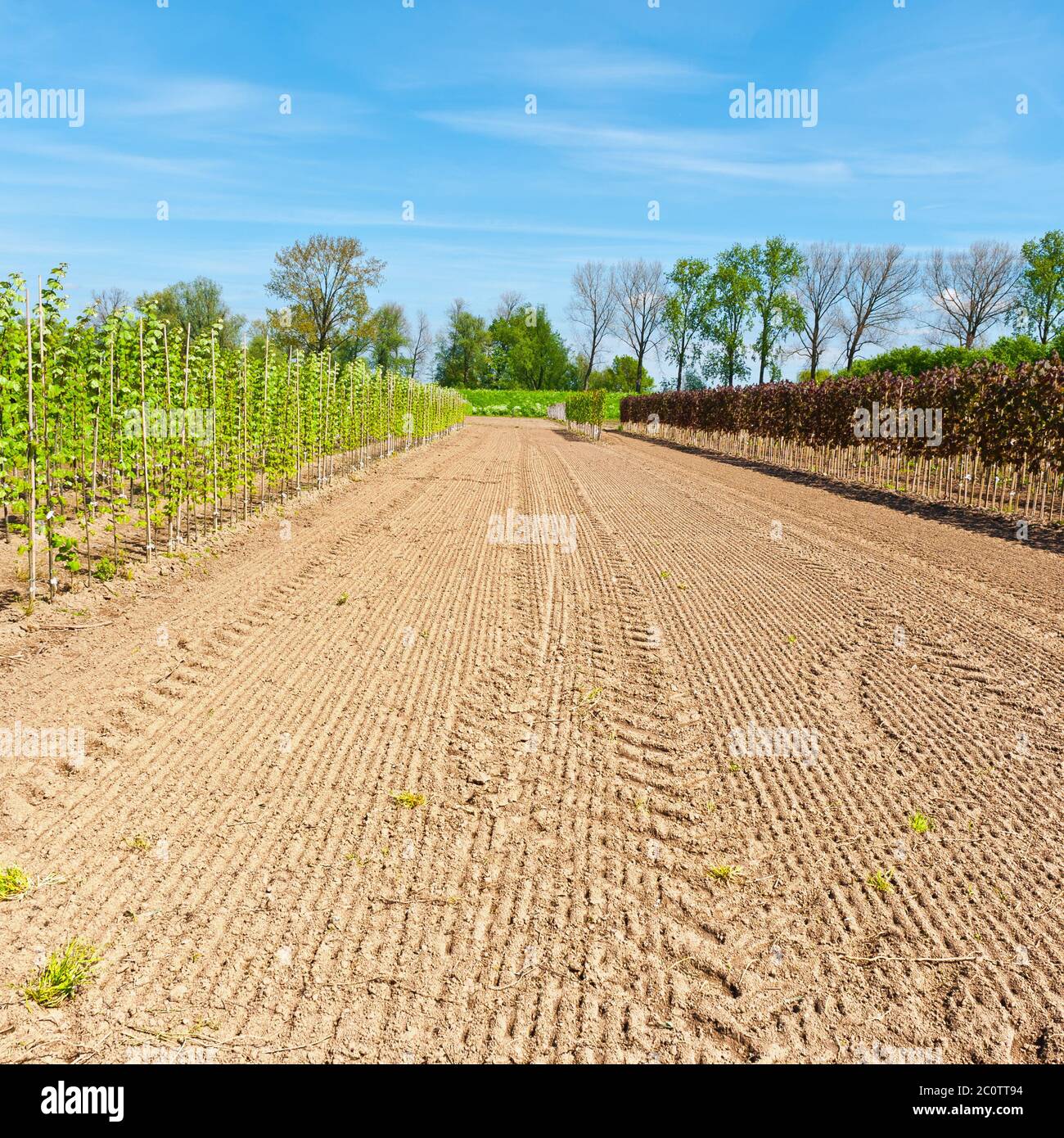 Jungpflanzen Stockfoto