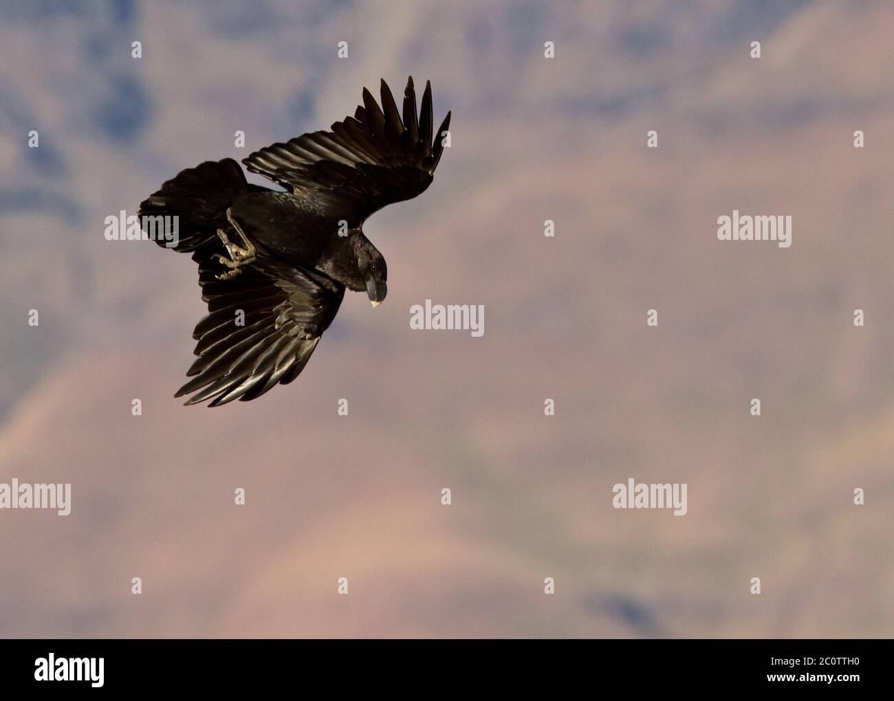 Krähe im Flug Stockfoto