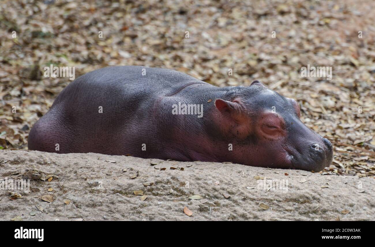 Hippo Baby Stockfoto