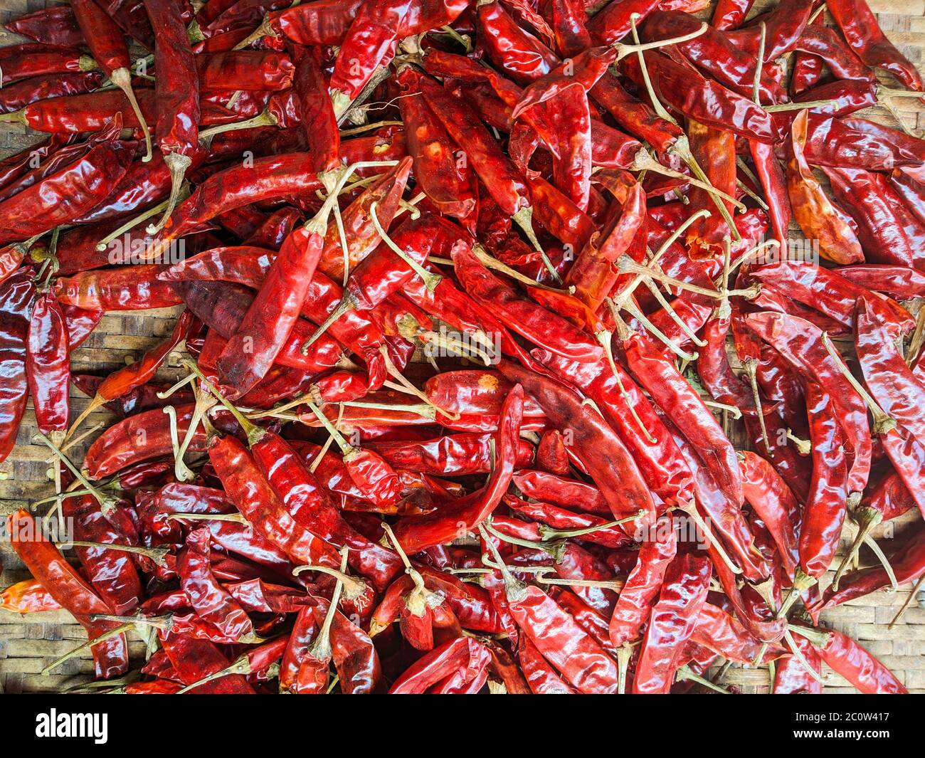 Frische rote Chili isoliert Stock Bilder. Stockfoto