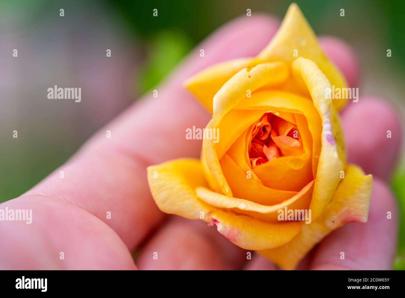 Gelb leuchtende Rosen (rosales) in strahlendem Sonnenschein Stockfoto