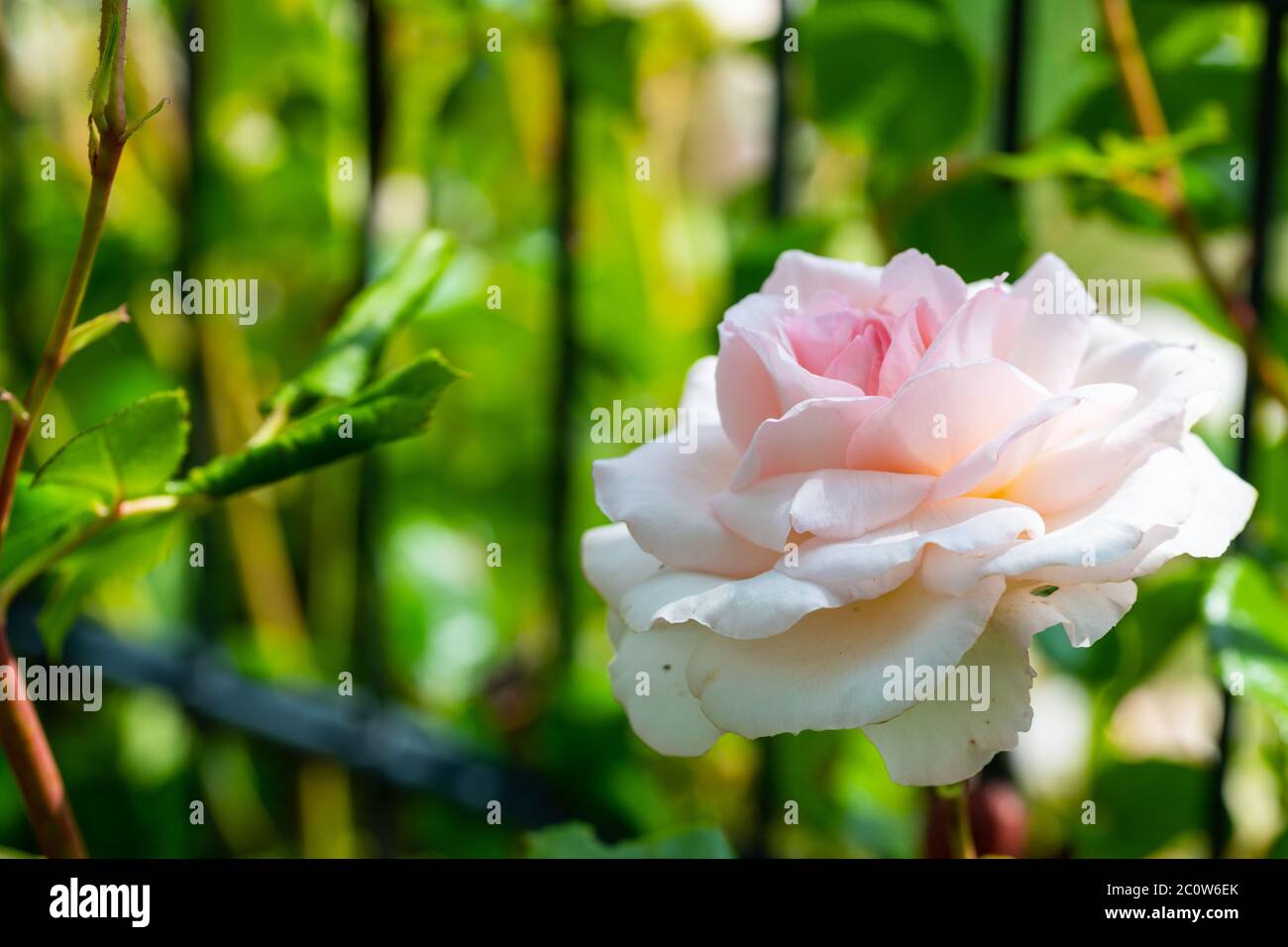 Weiße glühende Rosen (rosales) in strahlendem Sonnenschein Stockfoto