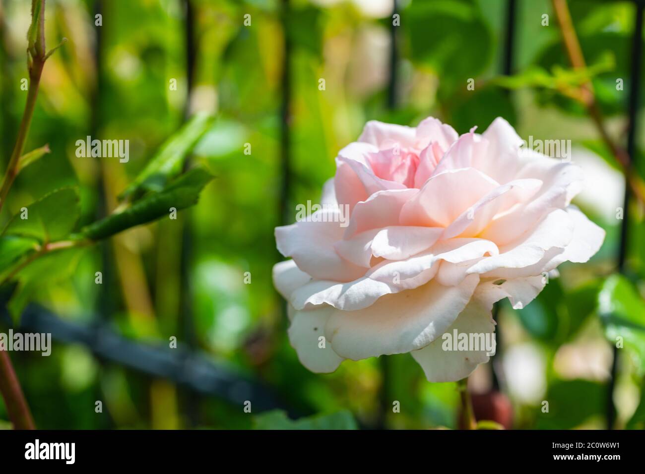 Weiße glühende Rosen (rosales) in strahlendem Sonnenschein Stockfoto