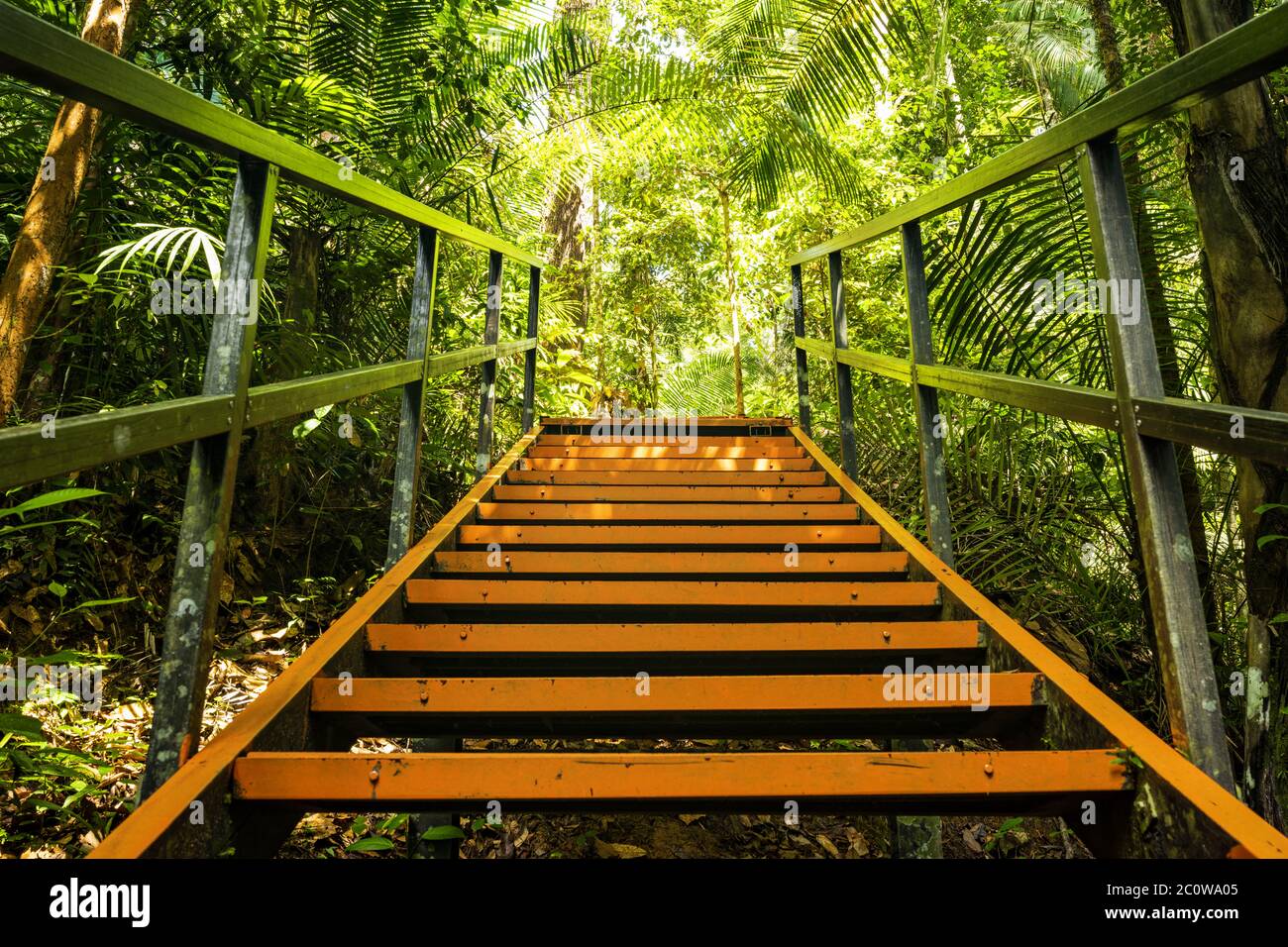 (Selektiver Fokus) atemberaubende Aussicht auf einen Gehweg entlang des tropischen Regenwaldes des Taman Negara National Park. Stockfoto