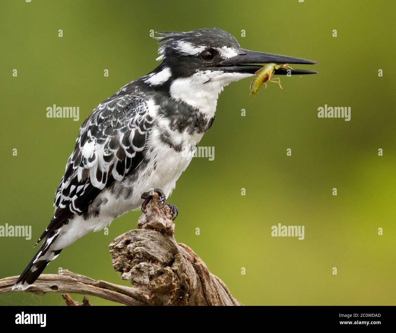 pied-Kinfisher mit Fisch Stockfoto