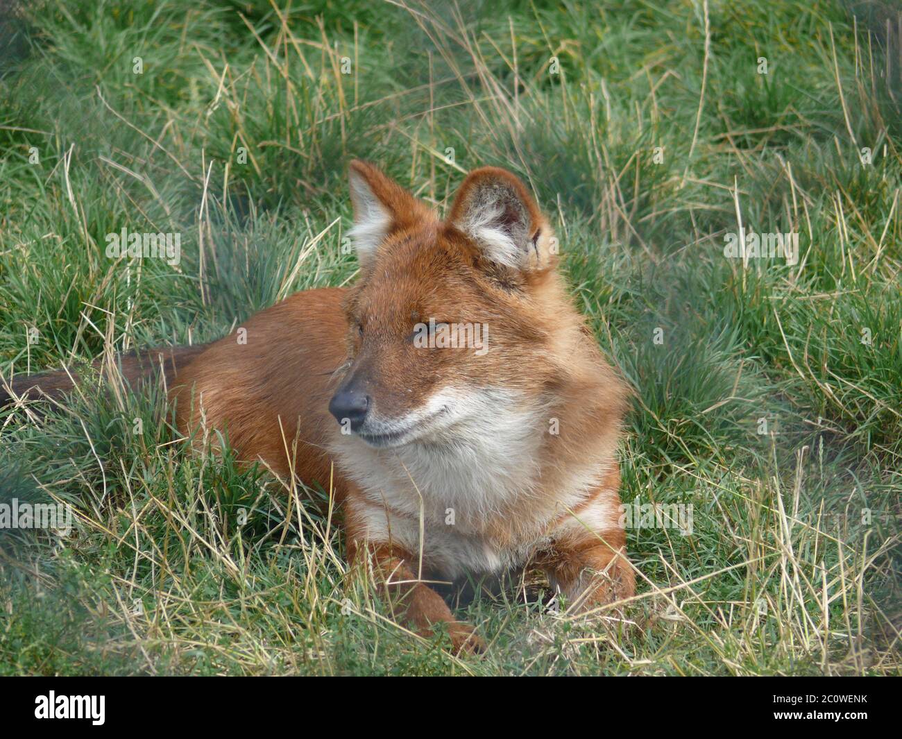 Ein Fuchs, der sich im hohen, langen Gras entspannt. Stockfoto