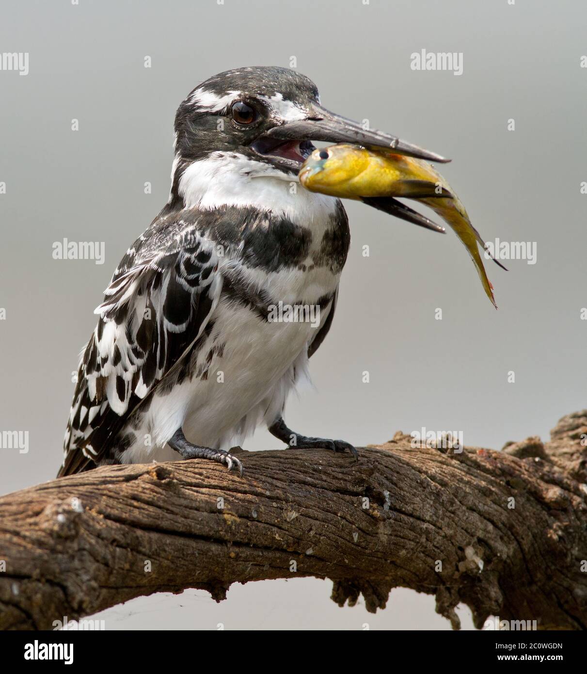 pied-Kinfisher mit Fisch Stockfoto