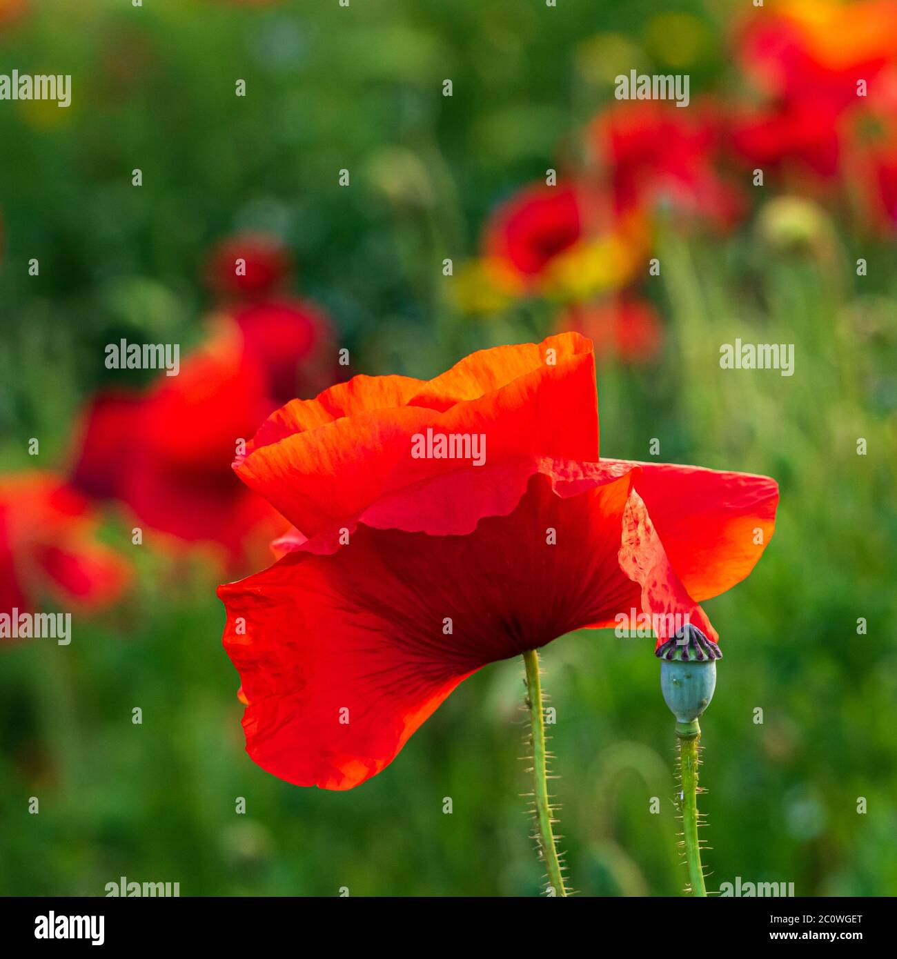 Eine Nahaufnahme eines Feldmohn und Saatkopf in der Abendsonne mit verschwommenem Mohn im Hintergrund aufgenommen Stockfoto