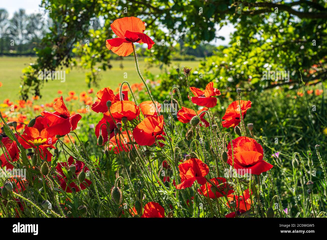 Mohn und Wildblumen am Plock Court, gepflanzt von der University of Gloucestershire, um die Biodiversität in der Nähe des Oxstalls Campus zu fördern Stockfoto