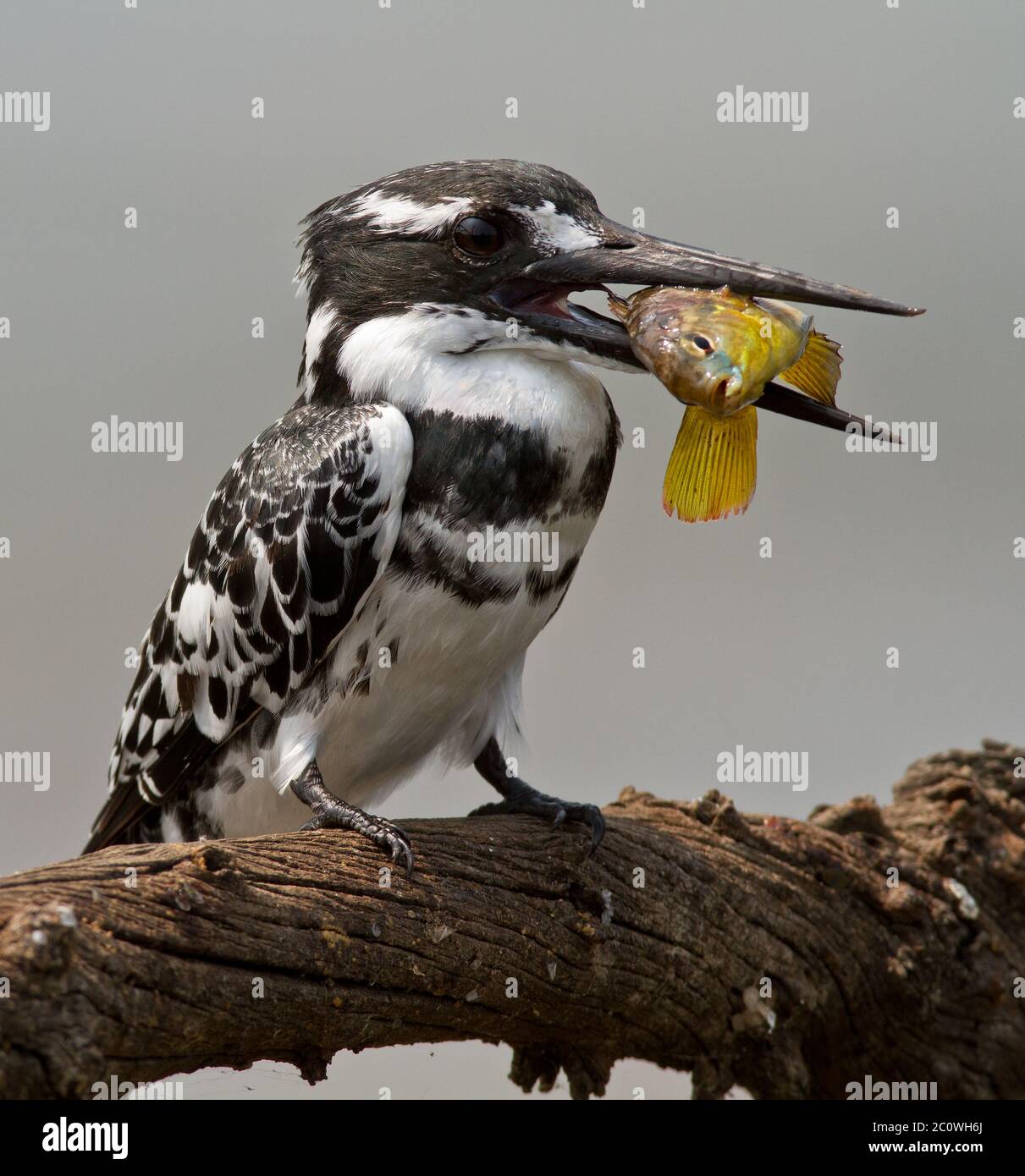 pied-Kinfisher mit Fisch Stockfoto