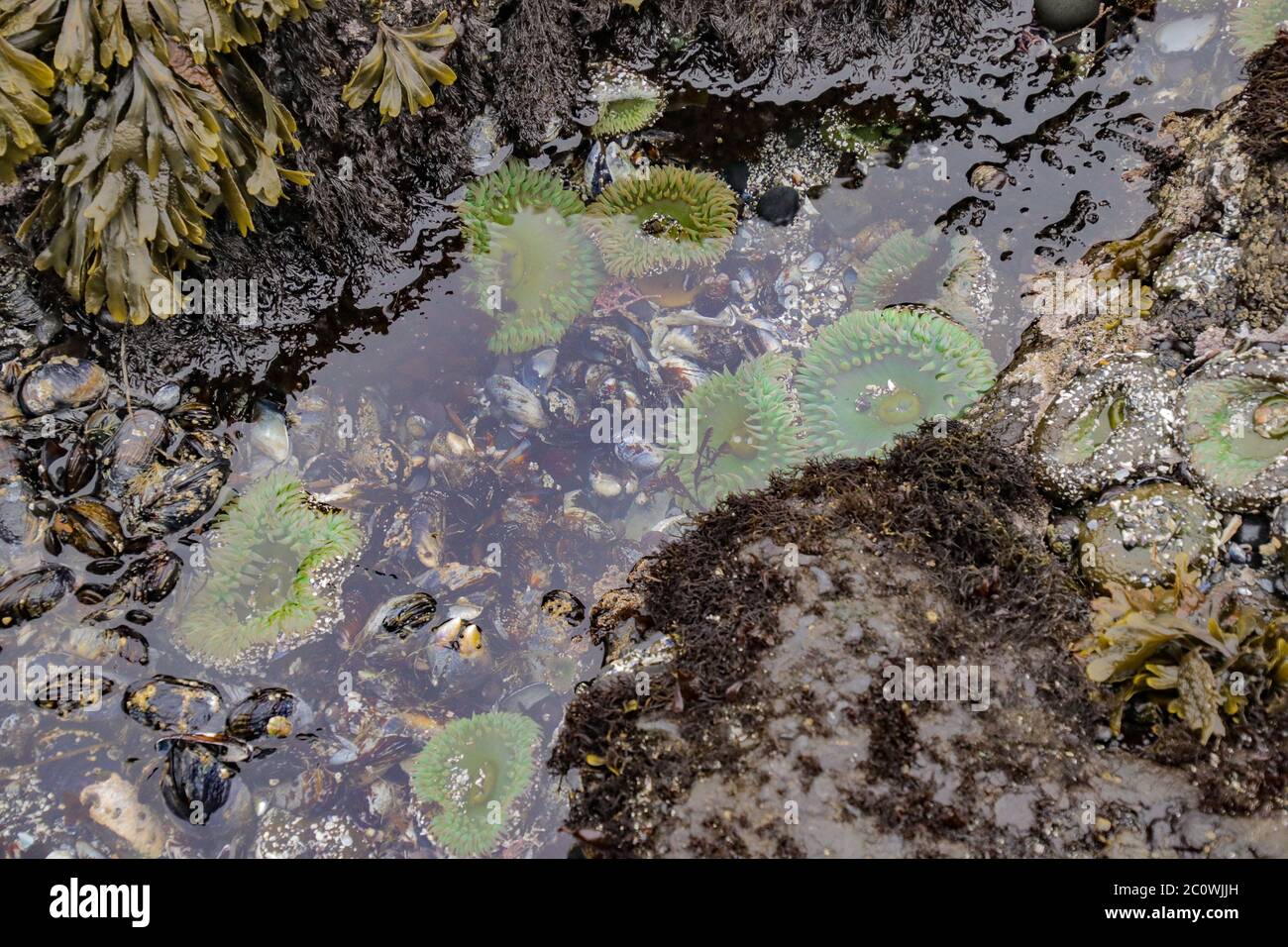 Riesige grüne Anemonen in einem Gezeitenbecken am Cobble Beach unterhalb des Yaquina Head Lighthouse in Oregon Stockfoto