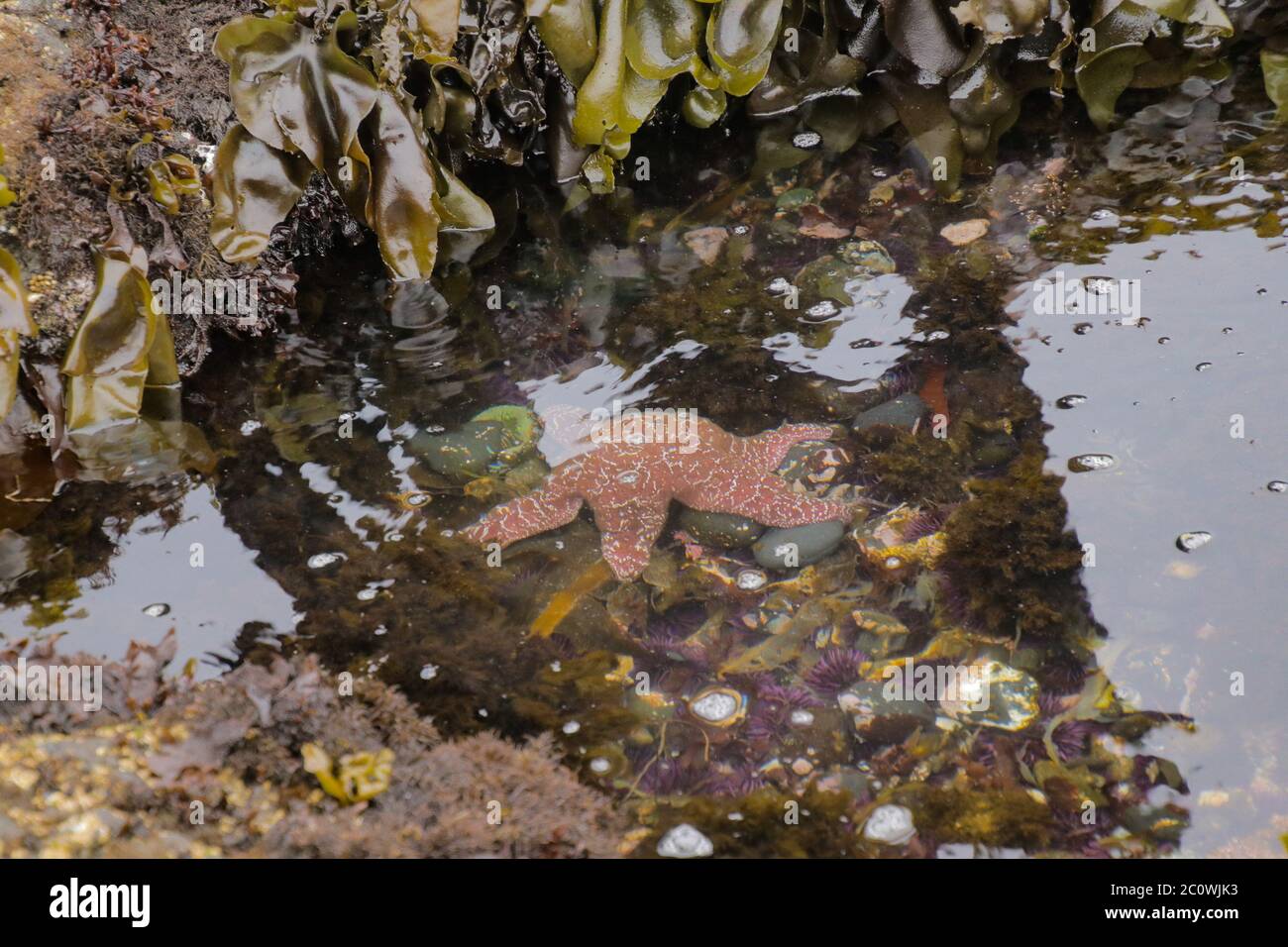 Ein Ocher Sea Star und andere Wassertiere in einem Gezeitenbecken bei Ebbe am Cobble Beach in Oregon Stockfoto