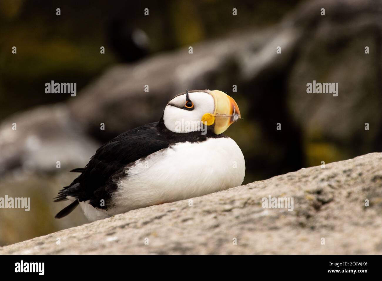 Nahaufnahme von einer gehörnten Puffin Seevögelin, die auf einem Felsen sitzt Stockfoto