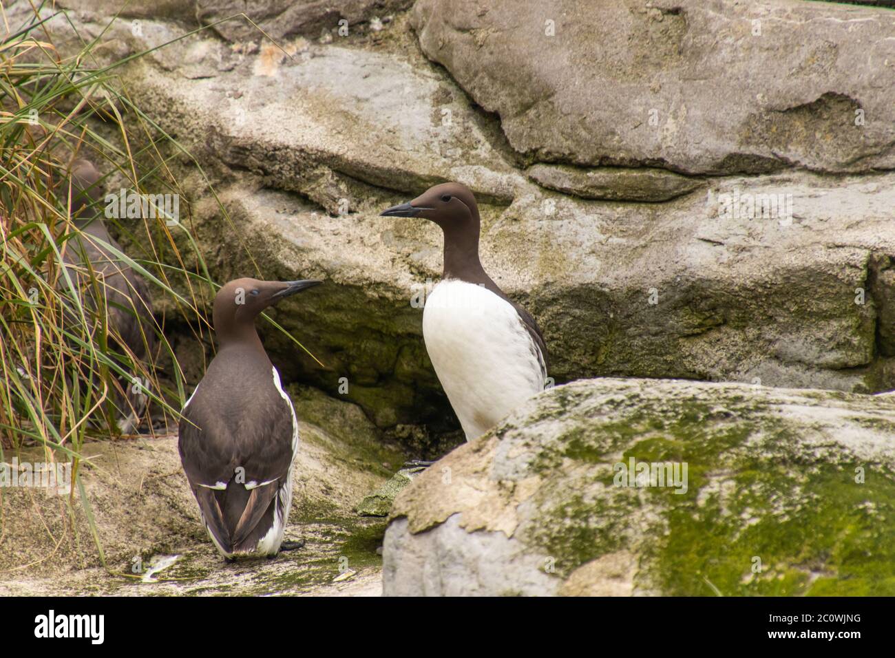 Ein Paar von schwarzen und weißen Gemeine Murre Seevögeln, die sich auf einem Felsvorsprung gegenüberstehen Stockfoto
