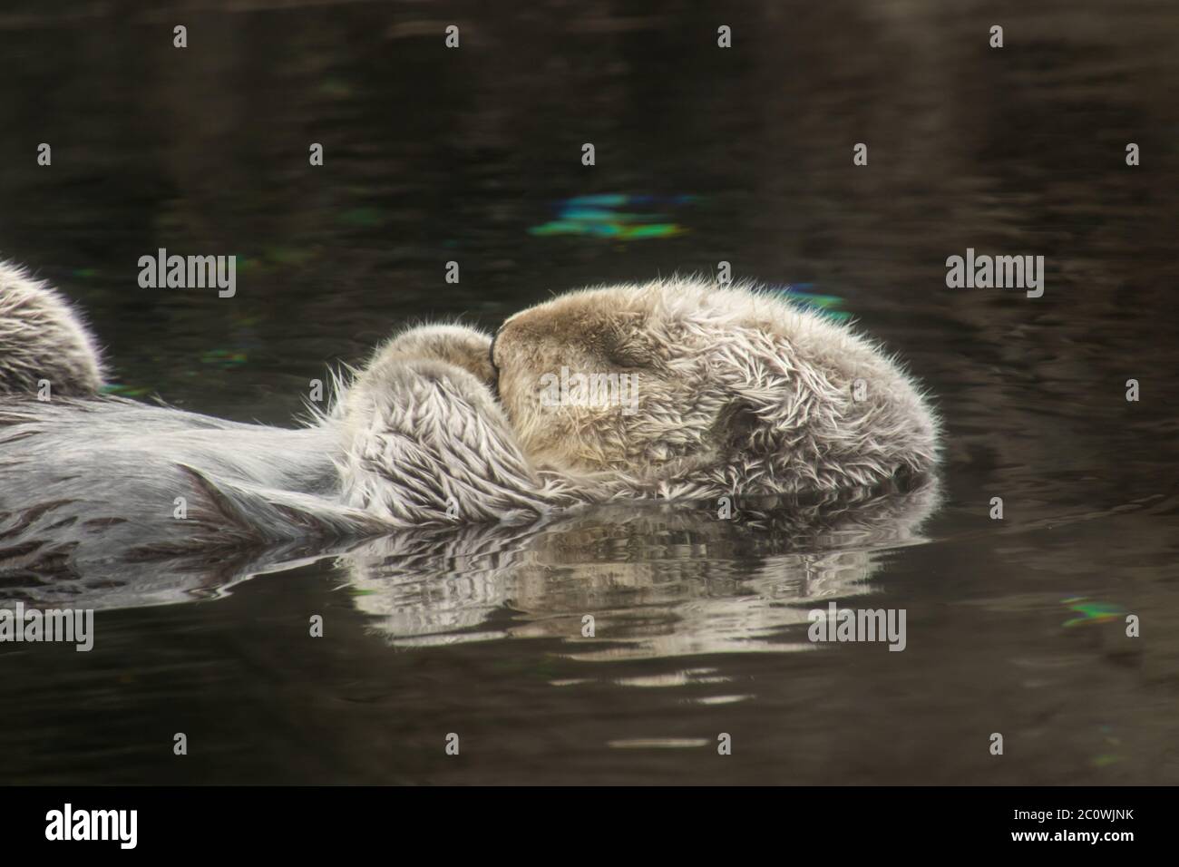 Nahaufnahme von der Seite eines schlafenden Seeotter, der auf seinem Rücken im Wasser schwimmt Stockfoto