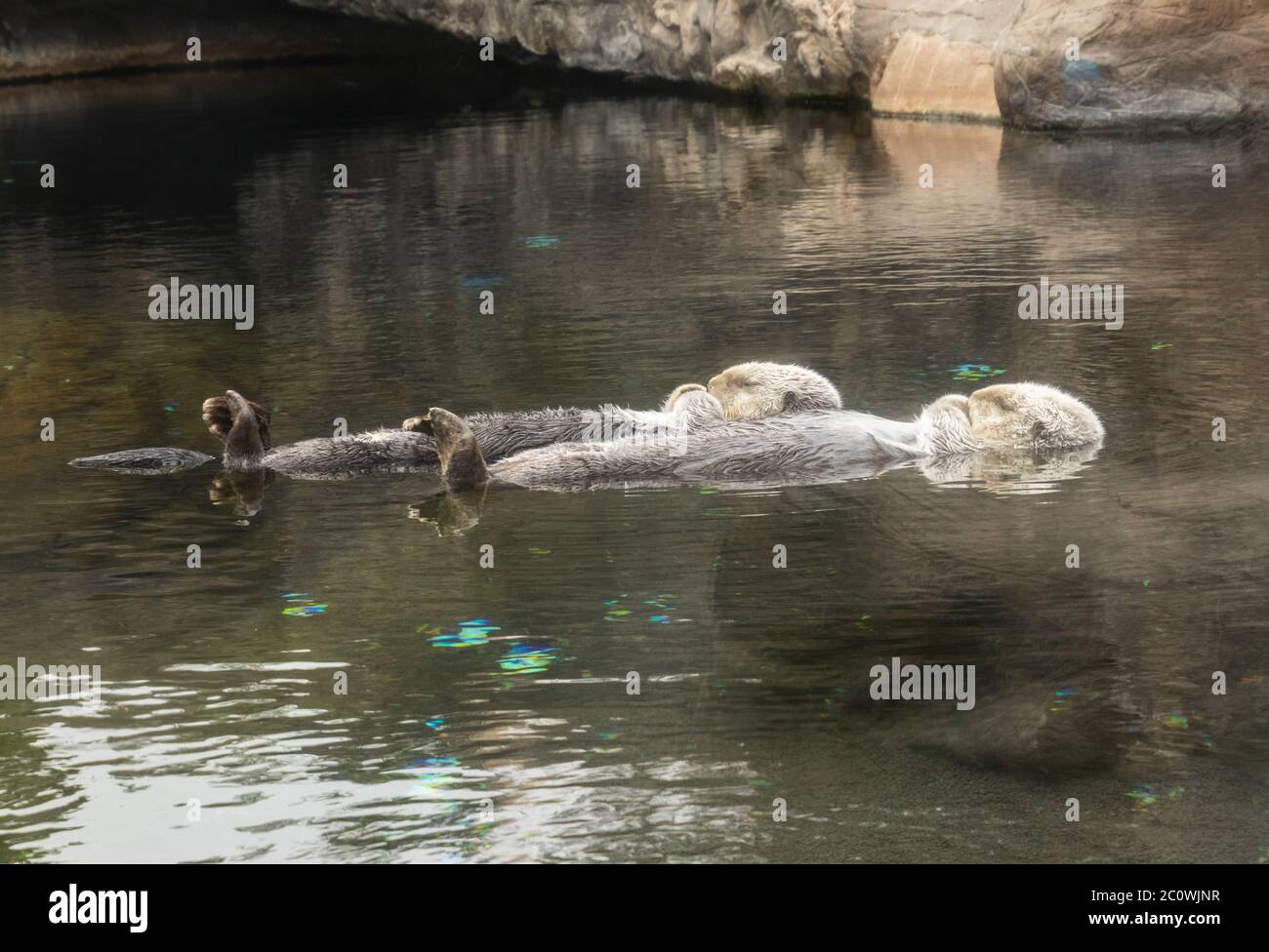 Zwei Seeotter schlafen, während sie auf dem Rücken im Wasser schwimmen Stockfoto