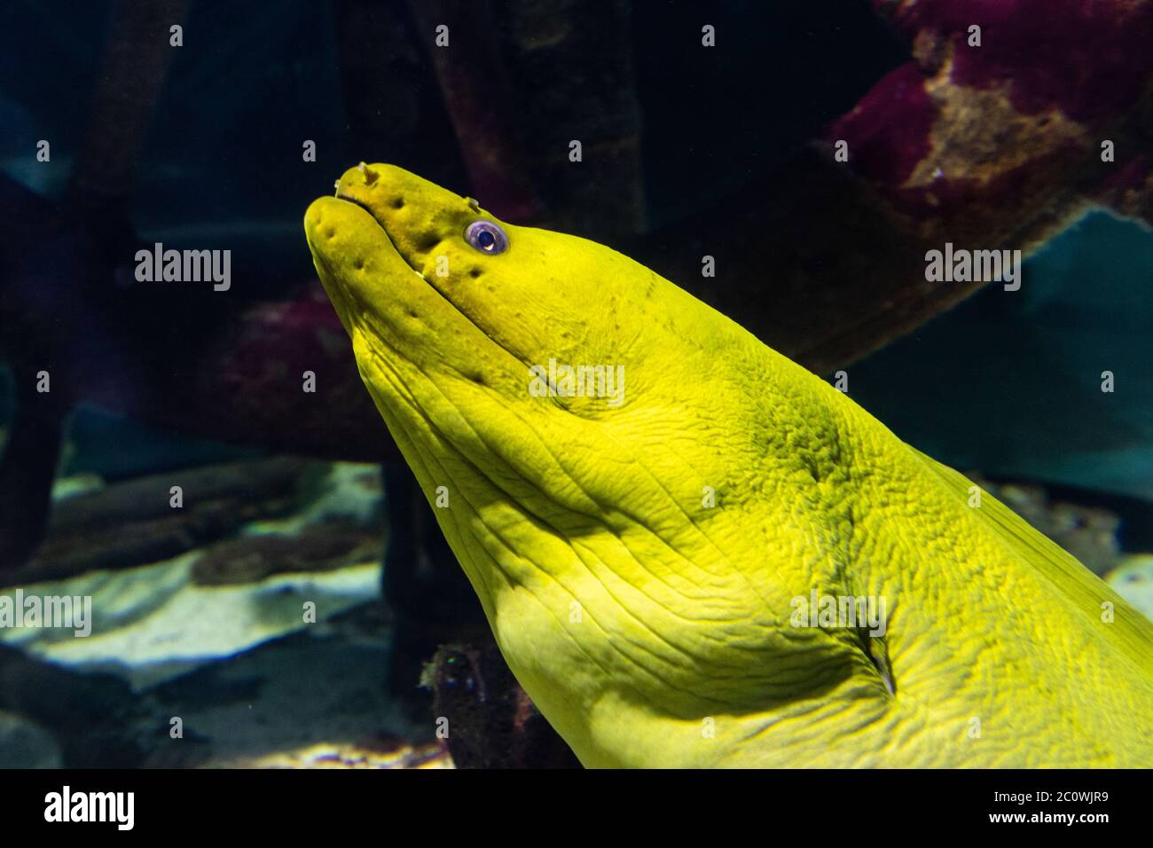 Nahaufnahme von der Seite des Kopfes eines Green Moray Eel, der die Kamera anschaut Stockfoto
